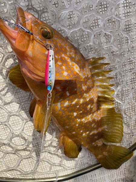 「LaGooN」蒼陽丸 日和号 釣果