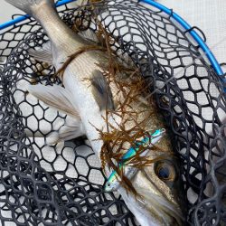 「LaGooN」蒼陽丸 日和号 釣果