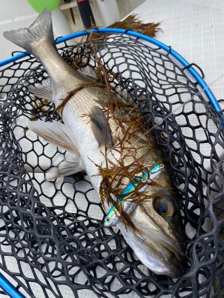 「LaGooN」蒼陽丸 日和号 釣果