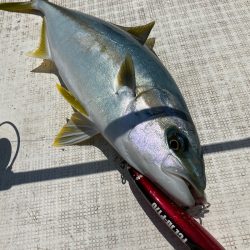 「LaGooN」蒼陽丸 日和号 釣果