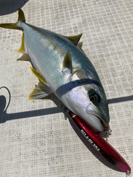 「LaGooN」蒼陽丸 日和号 釣果