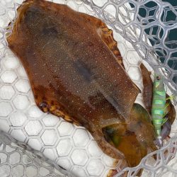 「LaGooN」蒼陽丸 日和号 釣果