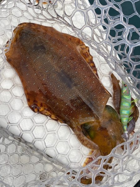 「LaGooN」蒼陽丸 日和号 釣果