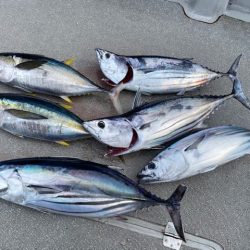 へいみつ丸 釣果