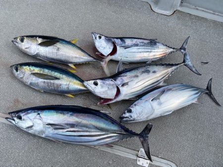 へいみつ丸 釣果