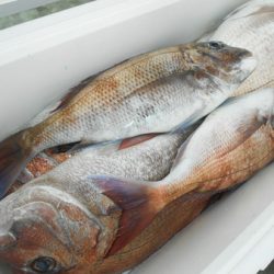 こうゆう丸 釣果