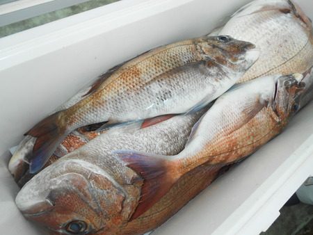 こうゆう丸 釣果