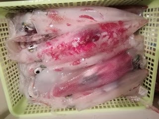 松福丸 釣果