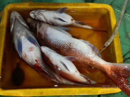 第二むつ漁丸 釣果