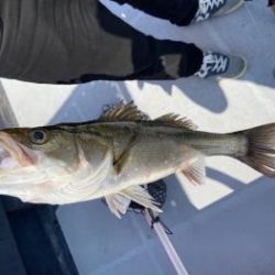 シーマジカル 釣果