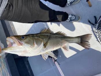 シーマジカル 釣果