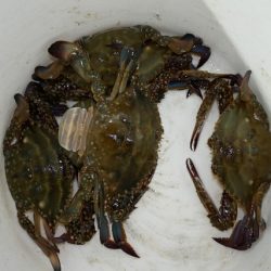 TOPGUN名古屋 釣果