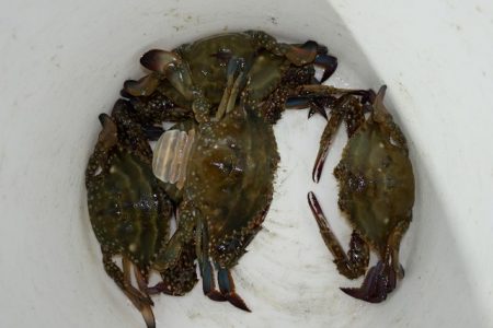 TOPGUN名古屋 釣果