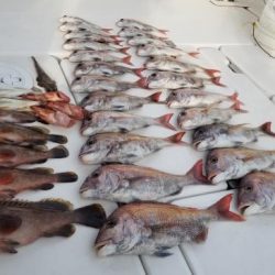 暁〜akatsuki〜 釣果