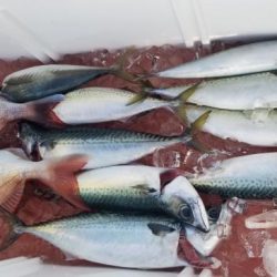 暁〜akatsuki〜 釣果