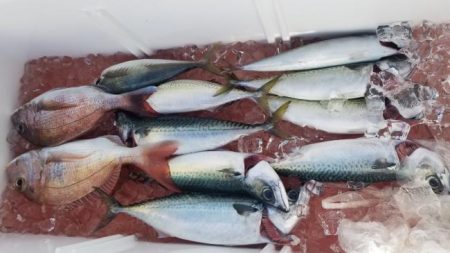 暁〜akatsuki〜 釣果