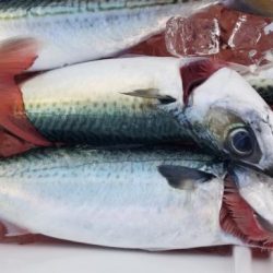 暁〜akatsuki〜 釣果