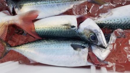 暁〜akatsuki〜 釣果