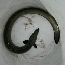 TOPGUN名古屋 釣果