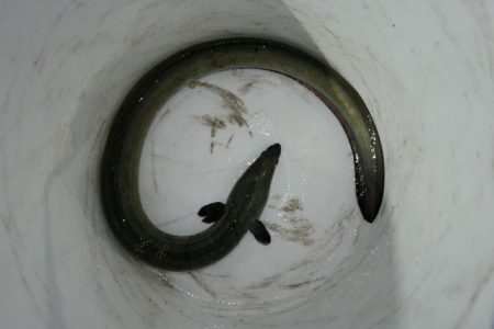 TOPGUN名古屋 釣果