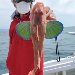 遊漁船　ニライカナイ 釣果