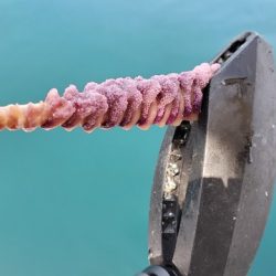 遊漁船 ニライカナイ 釣果