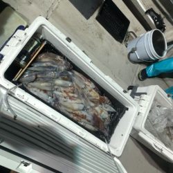 第八大安丸 釣果