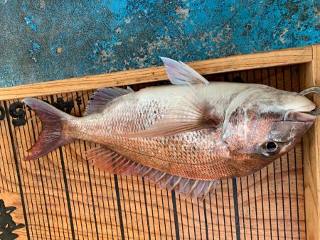 幸吉丸 釣果