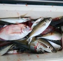 松福丸 釣果