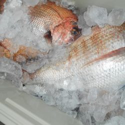 こうゆう丸 釣果