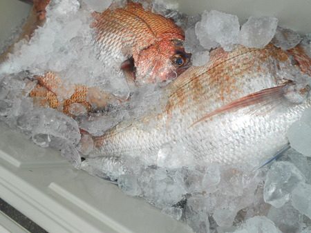 こうゆう丸 釣果