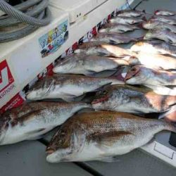 遊漁船 セトマリン 釣果