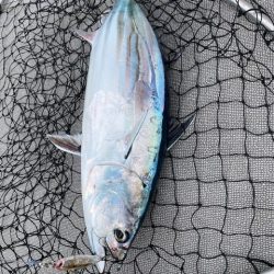 へいみつ丸 釣果