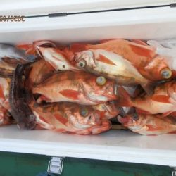 第二むつ漁丸 釣果