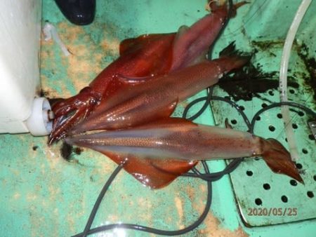 第二むつ漁丸 釣果