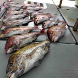 遊漁船 セトマリン 釣果