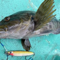 広進丸 釣果