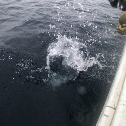 オーシャンズ 京都 釣果