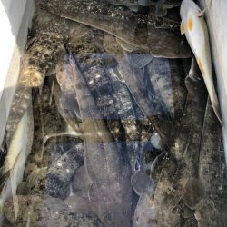 Magic（マジック） 釣果