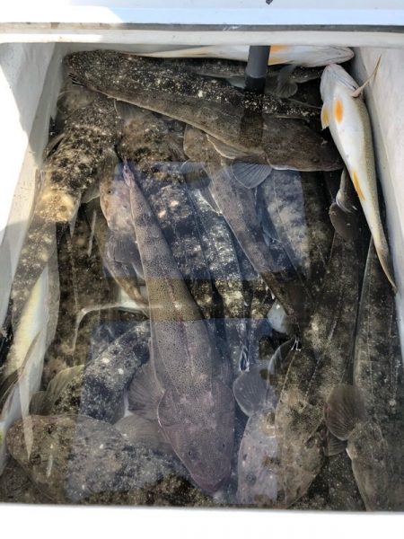 Magic（マジック） 釣果