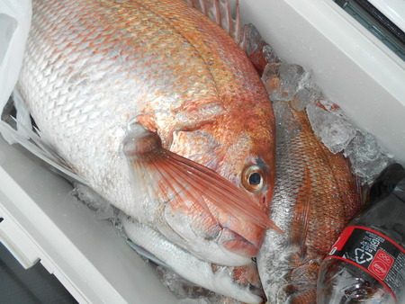 こうゆう丸 釣果