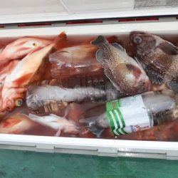 第二むつ漁丸 釣果