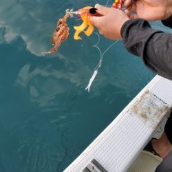 遊漁船 ニライカナイ 釣果