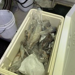 第八大安丸 釣果