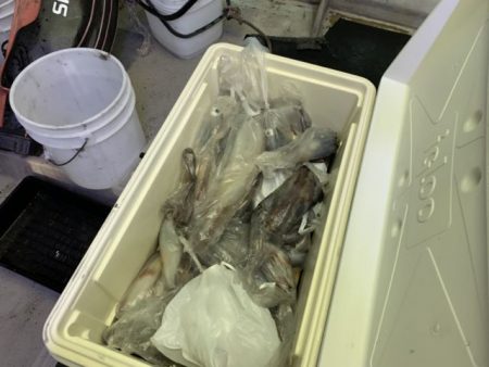 第八大安丸 釣果