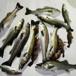 TOPGUN名古屋 釣果