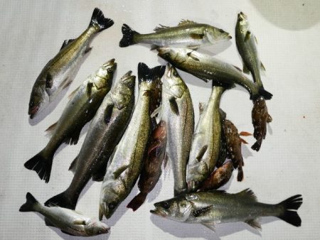 TOPGUN名古屋 釣果