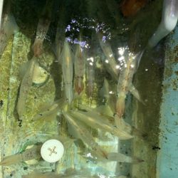 第八大安丸 釣果