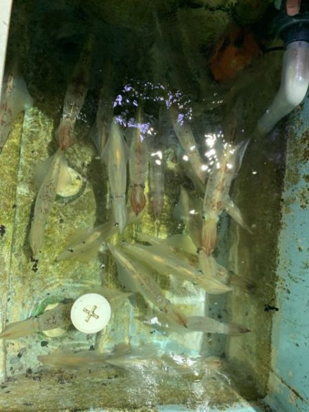 第八大安丸 釣果