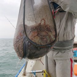 たかみ丸 釣果